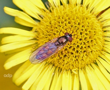 Melanostoma scalare f, September 2012 Bookham Common, Alan Prowse